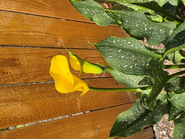 calla diog.jpg